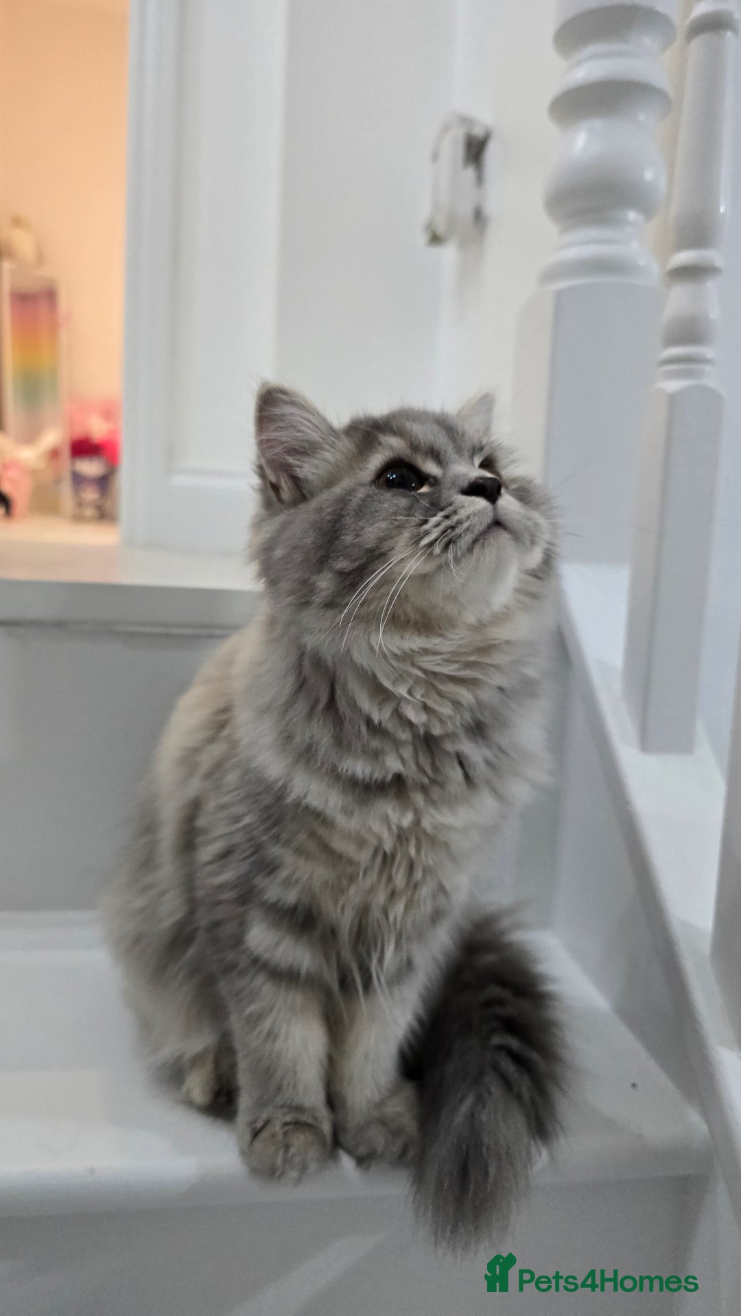 Persian cats for sale: Persian Dollface Kittens  - Image 17
