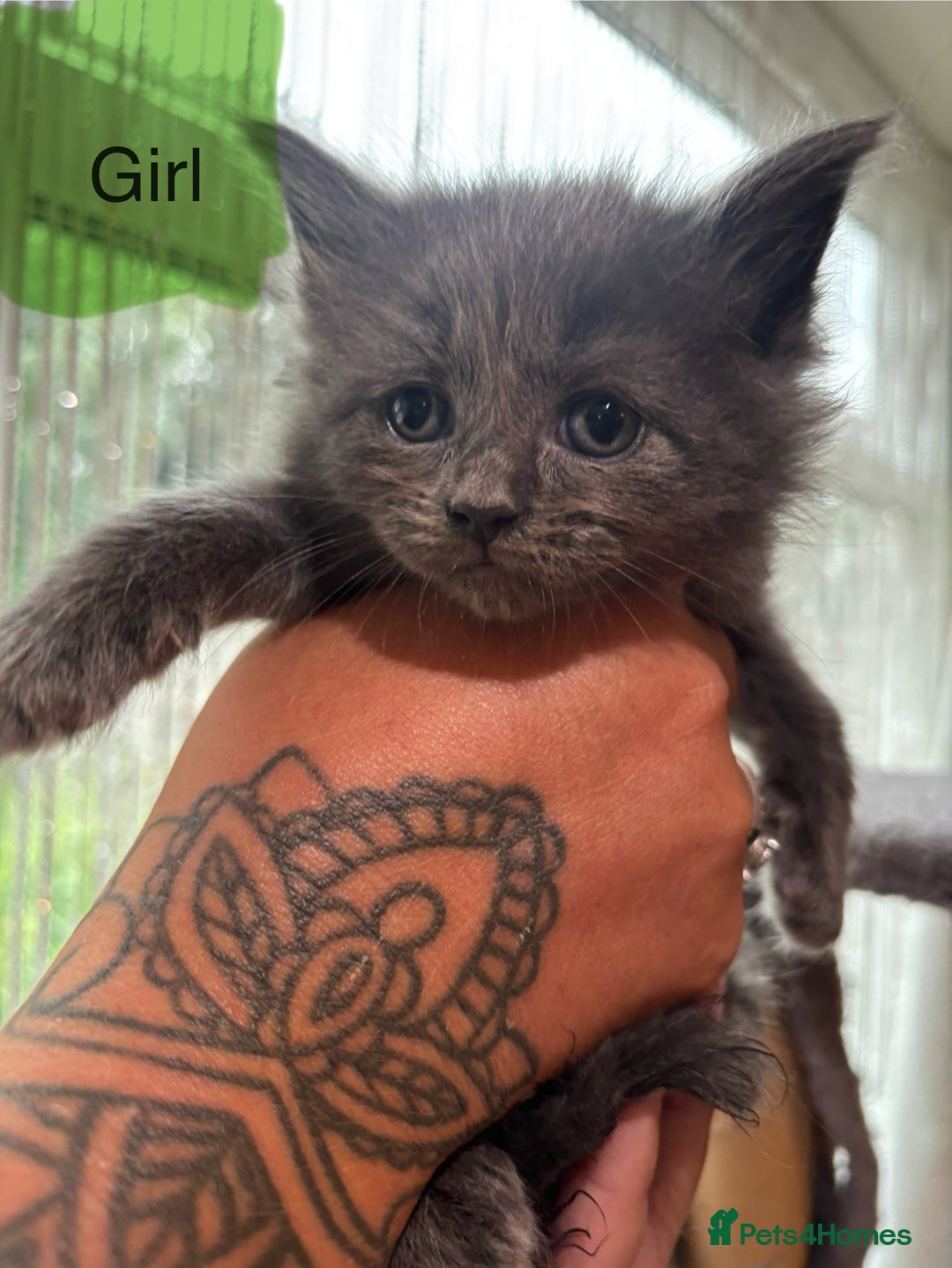 Ragdoll cats for sale: Half Ragdoll / maincoon kittens for sale  - Image 14