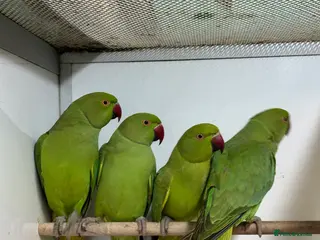 Parrots birds Indian Ringnecks - Advert 5