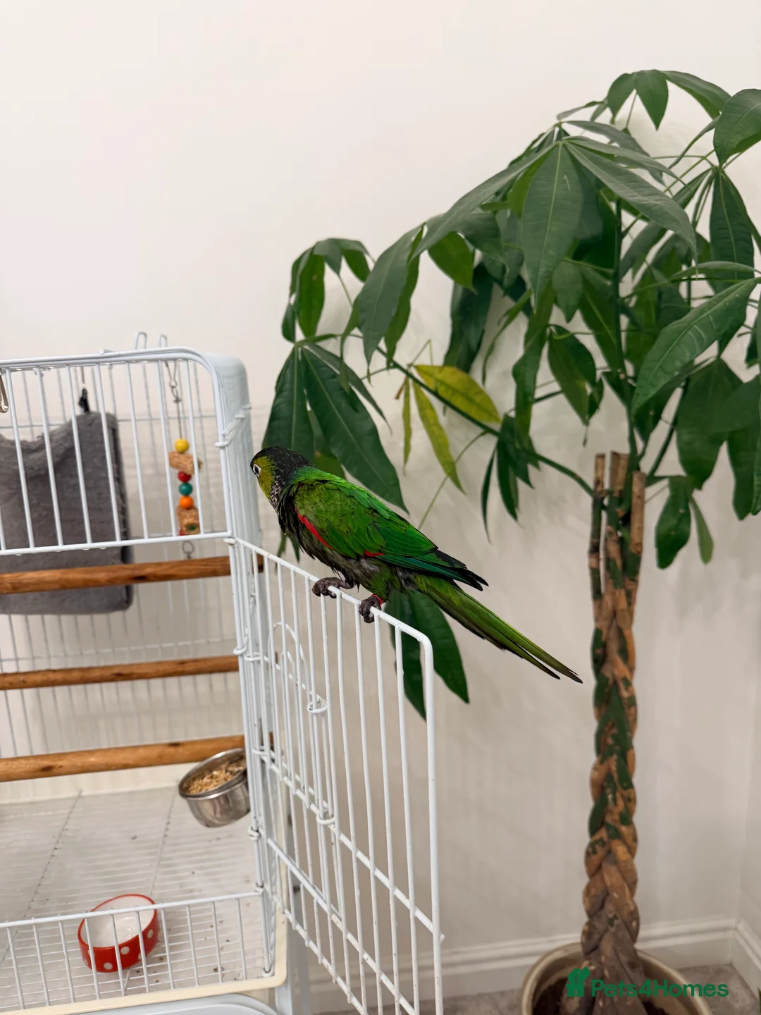 Conures birds for sale: Black capped conure -tamed  - Advert 3