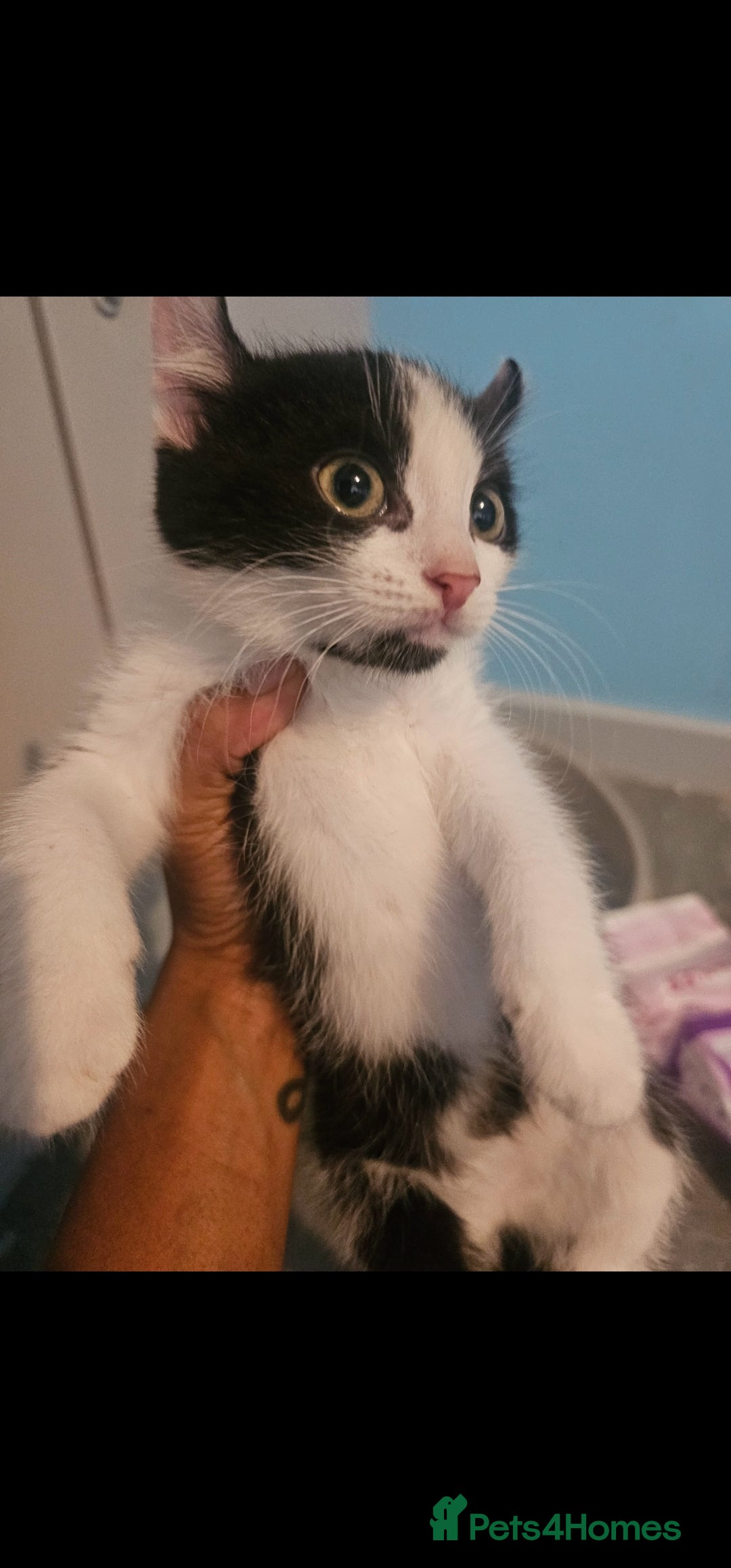 Mixed Breed cats for sale: Half spyhnx half calico  - Image 3