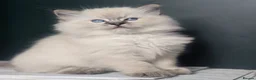 Ragdoll cats for sale: 🐾 TICA Beautiful Ragdoll Kittens - 2 Boys 🐾 - Advert 6