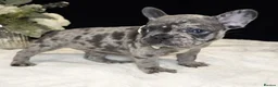 French Bulldog dogs for sale: Blue Merle Fluffy French Bulldog Puppies Ready Now in Bristol - Advert 6