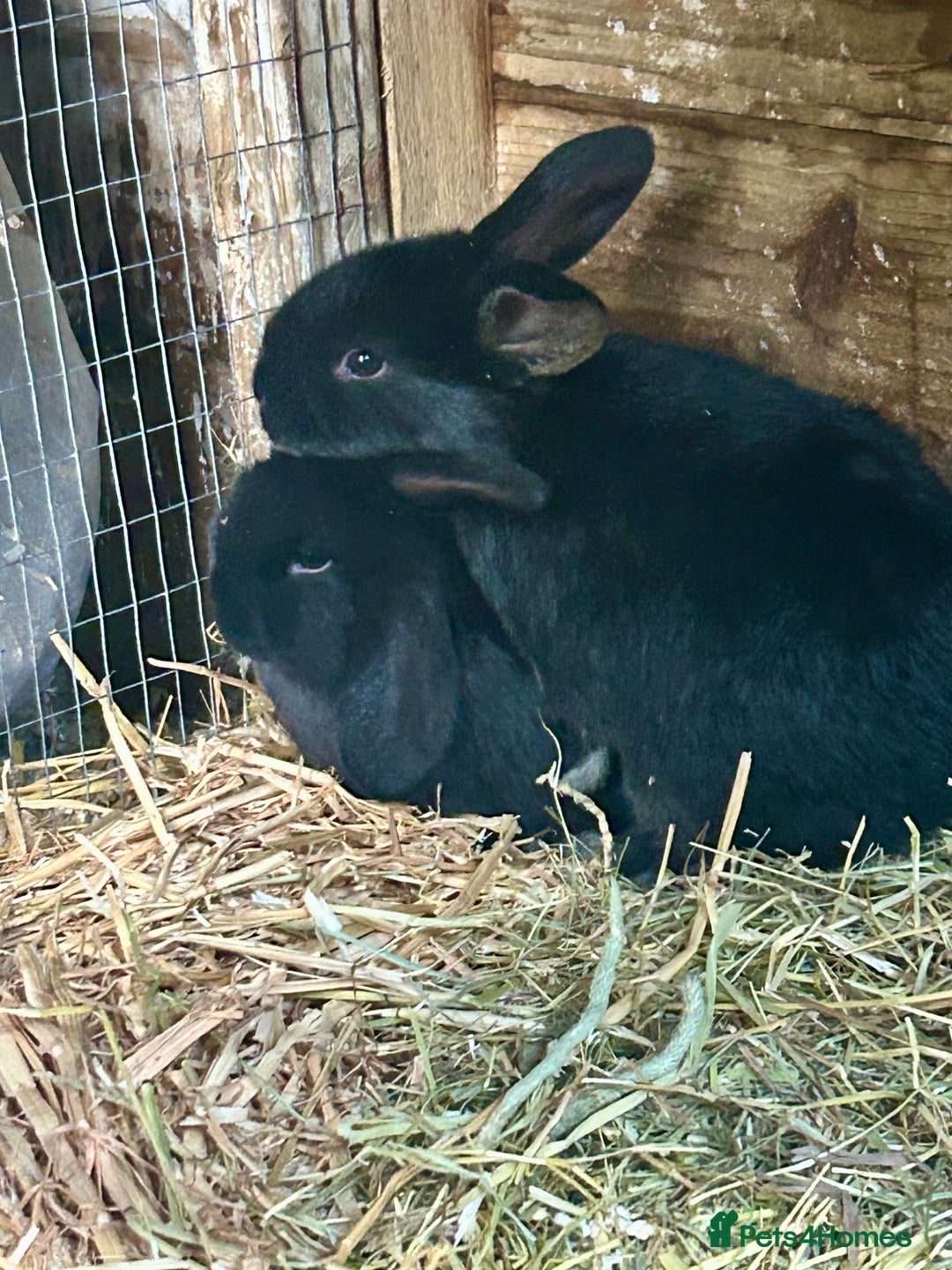 French Lop rabbits for sale: Mini French Lop Babies  - Advert 11