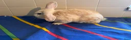 Mixed Breed rabbits for sale: Boy rabbits for sale - Advert 5