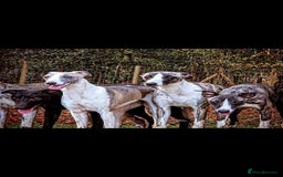 Whippet dogs for sale: Kc reg whippet litter.  male & female available - Image 19