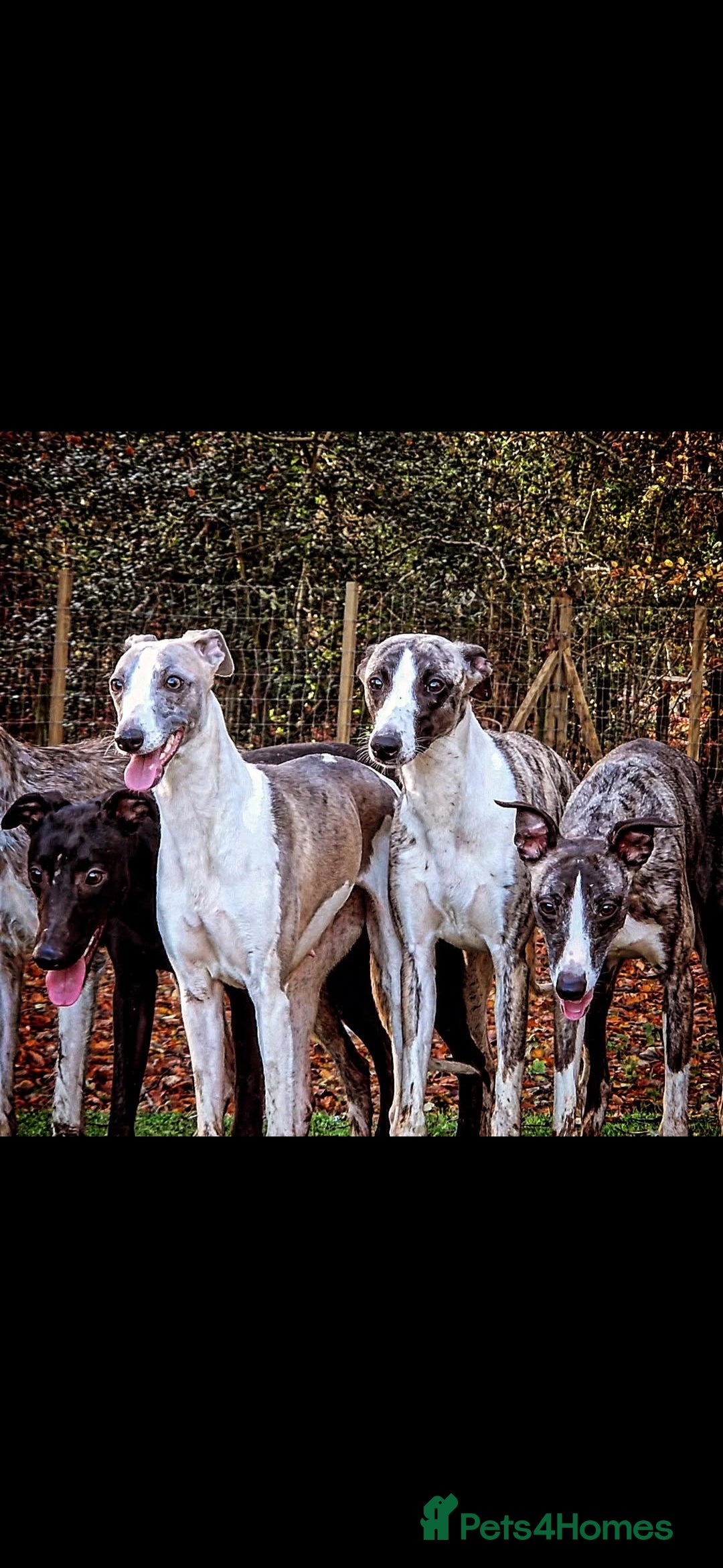Whippet dogs for sale: Kc reg whippet litter.  male & female available - Image 19
