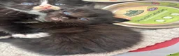 Mixed Breed cats for sale: Kittens - Advert 4