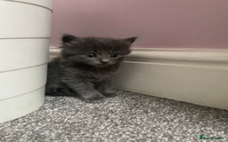 Mixed Breed cats for sale: Four beautiful kittens  - Image 16