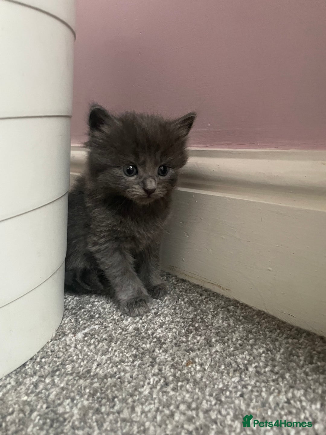 Mixed Breed cats for sale: Four beautiful kittens  - Image 16
