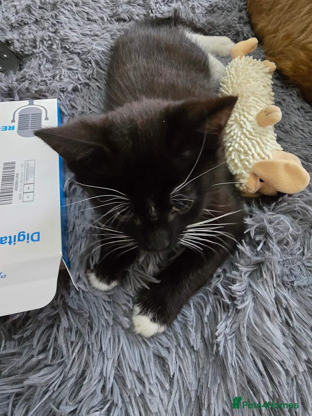 Mixed Breed cats for sale: Milo x - Advert 3