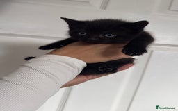 British Shorthair cats for sale: British short hair mixed kittens - Advert 12