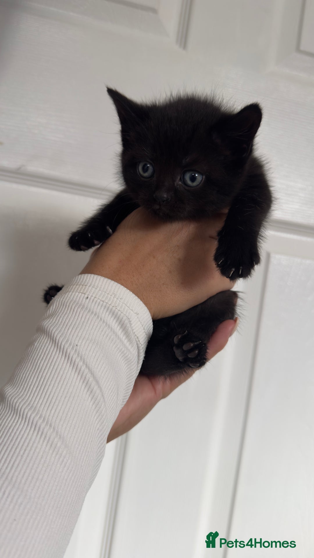 British Shorthair cats for sale: British short hair mixed kittens - Advert 12