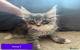 Maine Coon cats for sale: Gorgeous maine coon kittens  - Image 8
