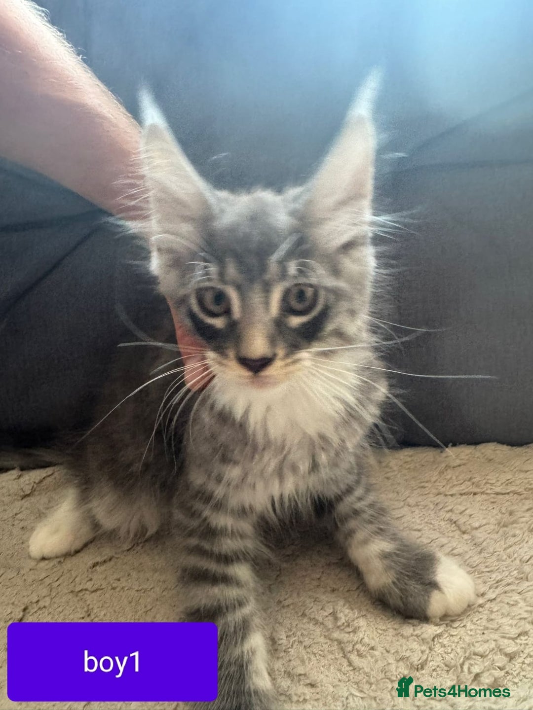 Maine Coon cats for sale: Gorgeous maine coon kittens  - Image 8