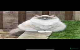 Ragdoll cats for sale: AMAZING QUALITY PEDIGREE HCM/PKD CLEAR KITTENS  - Image 21