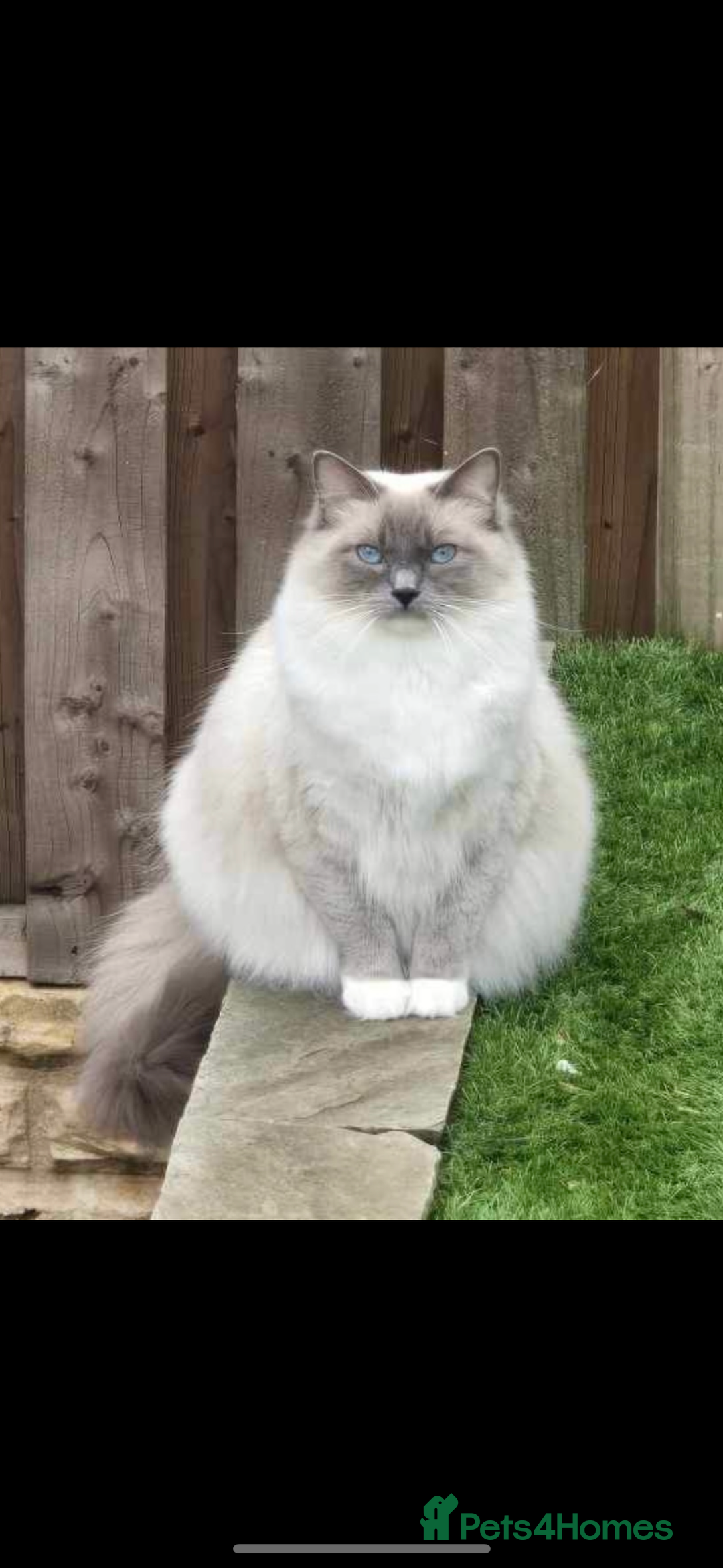 Ragdoll cats for sale: AMAZING QUALITY PEDIGREE HCM/PKD CLEAR KITTENS  - Image 21