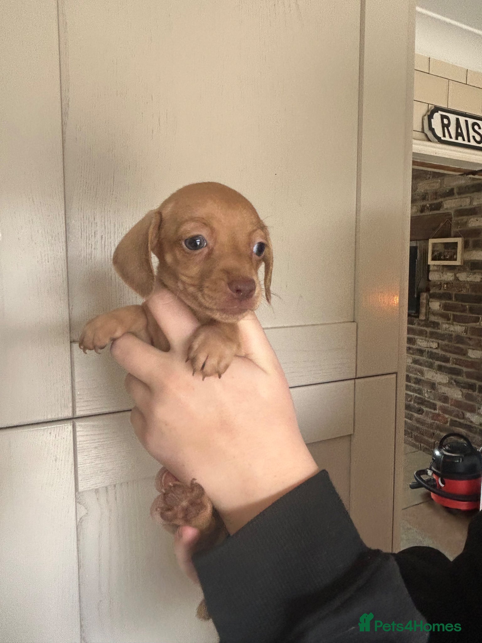 Miniature Dachshund dogs for sale: KC miniature dachshunds - Advert 14