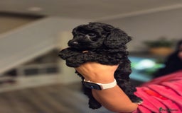 Cockapoo dogs for sale: Cockapoo - Image 7