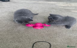 British Shorthair cats for sale: British Blue Shorthair  - Image 5