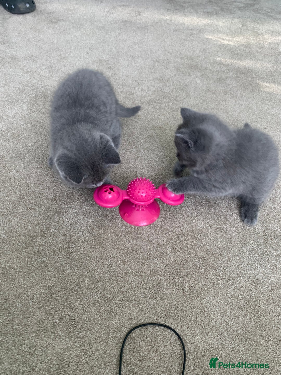 British Shorthair cats for sale: British Blue Shorthair  - Image 5