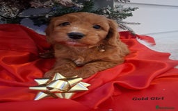 Cockapoo dogs for sale: RED COCKAPOO PUPS - Advert 4