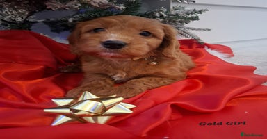 Cockapoo dogs RED COCKAPOO PUPS - Advert 12