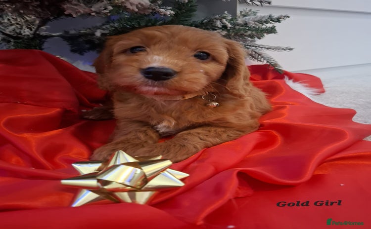 Cockapoo dogs RED COCKAPOO PUPS - Advert 5