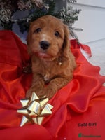 Cockapoo dogs RED COCKAPOO PUPS - Advert 12