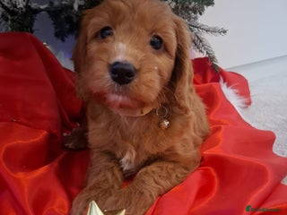 Cockapoo dogs RED COCKAPOO PUPS - Advert 4