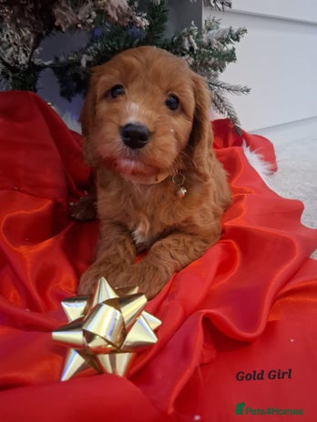 Cockapoo dogs RED COCKAPOO PUPS - Advert 5