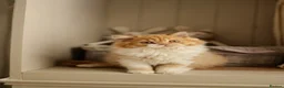 British Shorthair cats for sale: Choco Lilac Red Bicolour British Short Long-haird - Advert 14