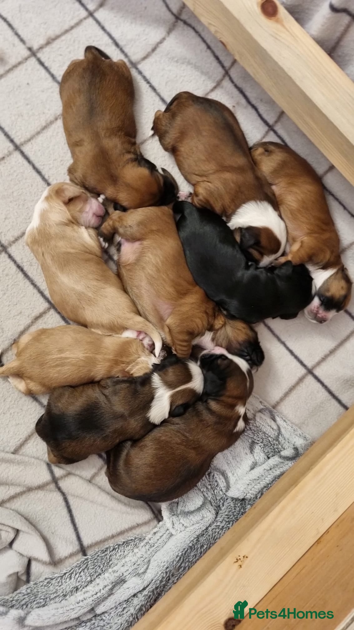 Tibetan Terrier dogs Stunning Tibetan Terrier Puppies  - Advert 3