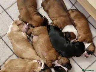 Tibetan Terrier dogs Stunning Tibetan Terrier Puppies - Advert 3