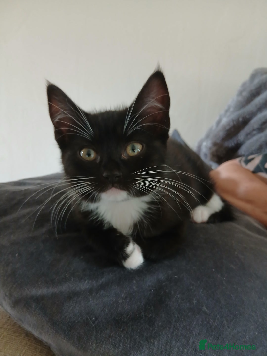 Ragdoll cats for sale: 3 part Ragdoll kittens ready for their new homes. - Image 1