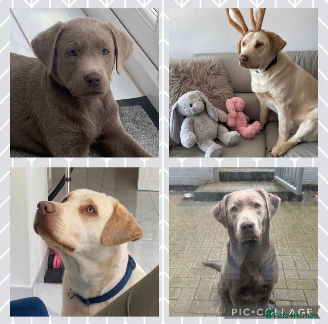 Labrador Retriever dogs for sale: Top quality KC registered silver Labrador puppies  - Advert 1