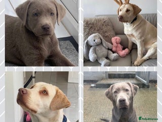 Labrador Retriever dogs Top quality KC registered silver Labrador puppies - Advert 1