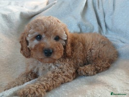 Cavapoo dogs - Advert 9