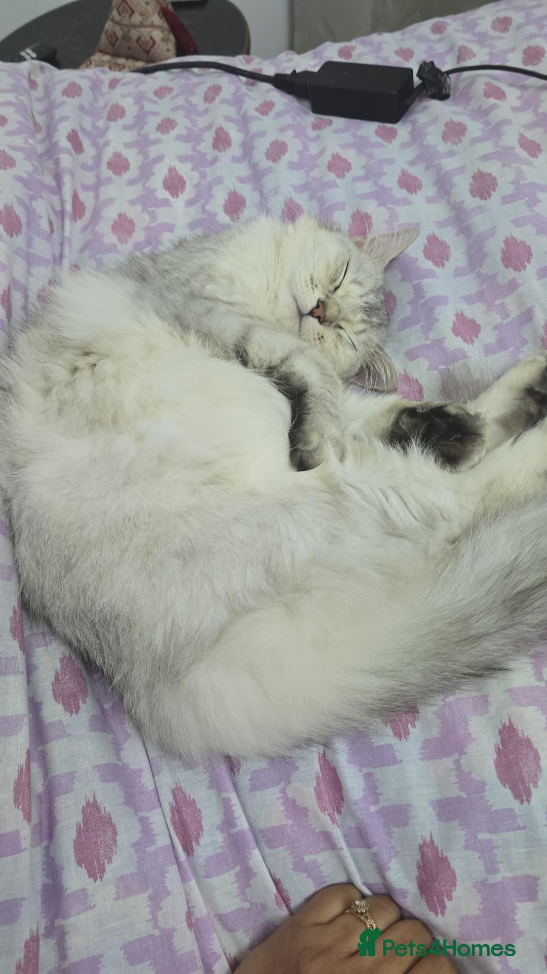 Persian cats Persian Kitten female - Advert 6
