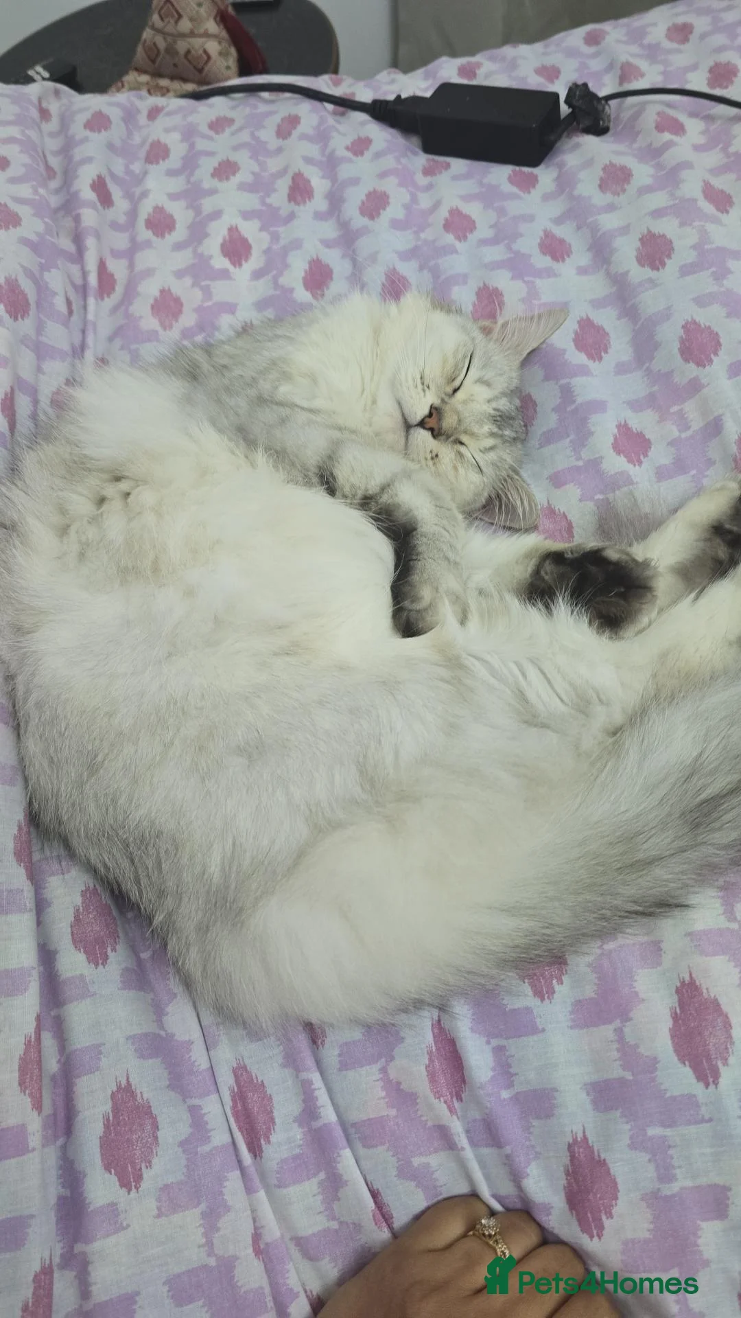 Persian cats for sale: Persian Kitten female - Advert 1
