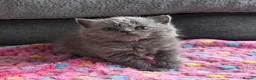 British Shorthair cats for sale: Gorgeous British Short Hair - Advert 4
