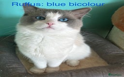 Ragdoll cats for sale: Pedigree Ragdoll babies - Advert 11