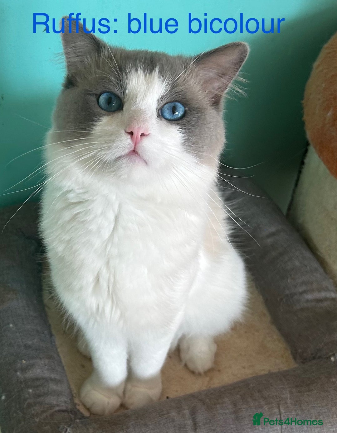 Ragdoll cats for sale: Pedigree Ragdoll babies - Advert 11