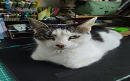 Domestic Shorthair cats for sale: Peanuts babies  - Image 1