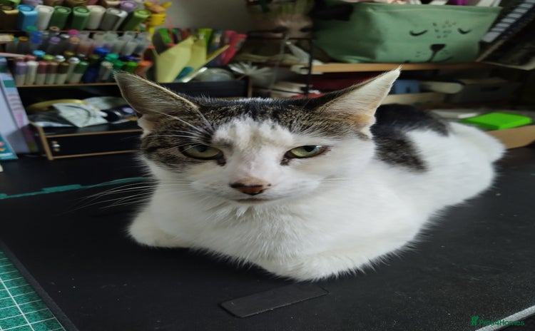 Domestic Shorthair cats - Advert 1