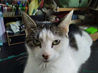 Domestic Shorthair cats Peanuts babies - Advert 9