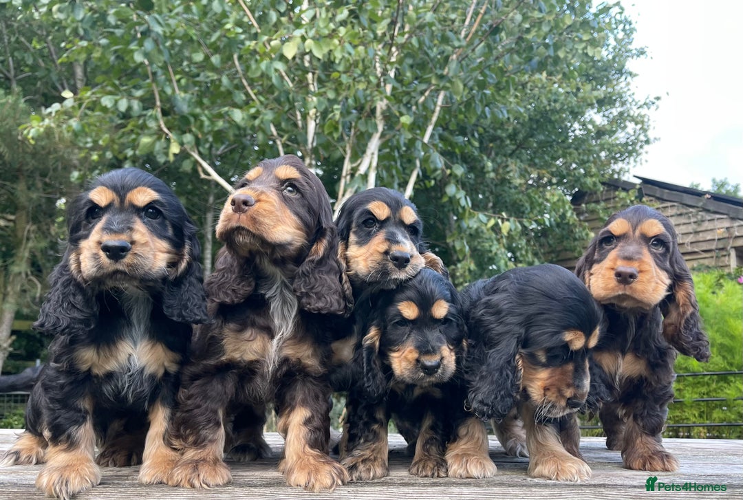 Cocker Spaniel dogs for sale: KC Registered Show Type Cocker Spaniel Puppies - Image 2
