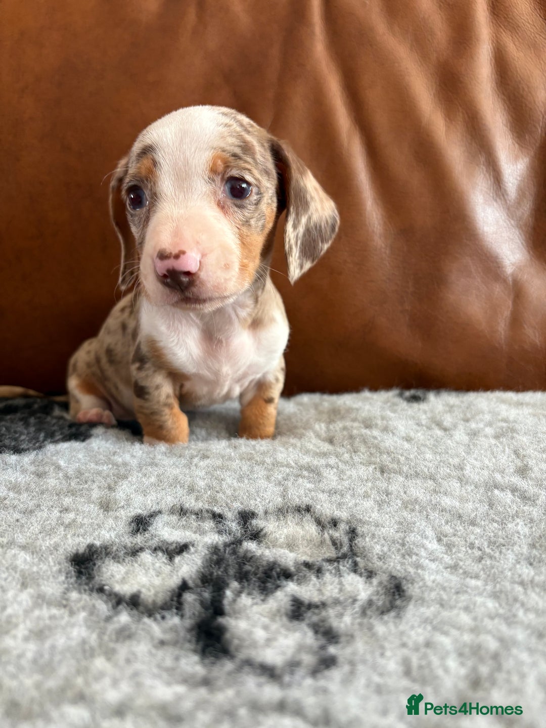 Dachshund dogs for sale: READY NOW KC Mini Dachshund - Image 6
