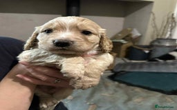 Cocker Spaniel dogs for sale: Working gundog cocker spaniel pups - Image 8
