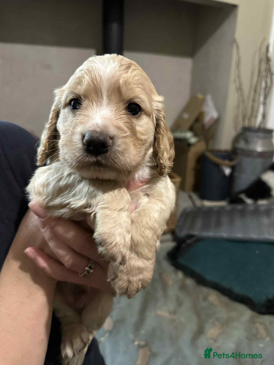 Cocker Spaniel dogs for sale: Working gundog cocker spaniel pups - Image 8